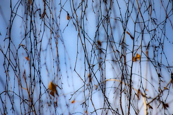 Abstracte herfstachtergrond. Berk takken met bladeren in de late herfst. — Stockfoto