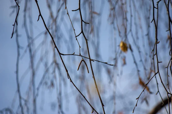 Abstrakter Herbsthintergrund. Birkenzweige mit Blättern im Spätherbst. — Stockfoto