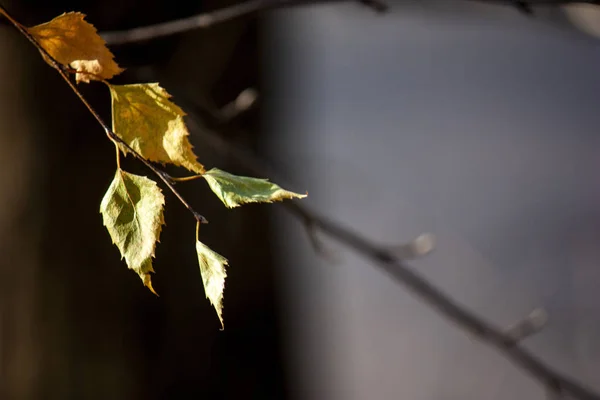 要約秋の背景。晩秋に葉を持つ白樺の枝. — ストック写真