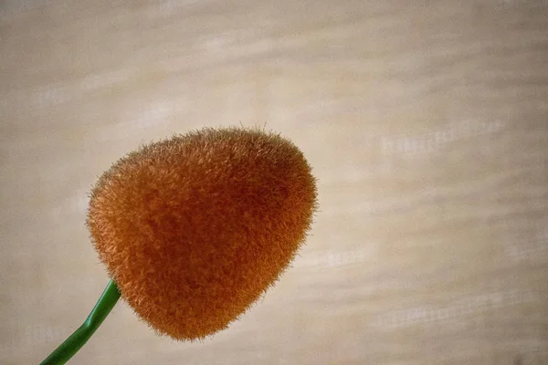 Flor macia redonda seca decorativa na forma de um close-up de ovo . — Fotografia de Stock