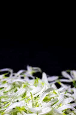 Yaprakların bileşimi. Siyah arka planda yırtık papatya yaprakları. Seçici odaklanma. Yakın plan. Boşluğu kopyala