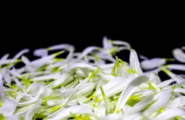 Yaprakların bileşimi. Siyah arka planda yırtık papatya yaprakları. Seçici odaklanma. Yakın plan. Boşluğu kopyala