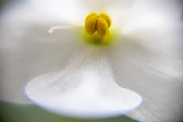 Flowers background. Blurry flowers close up. Abstraction. Selective focus — Stock Photo, Image