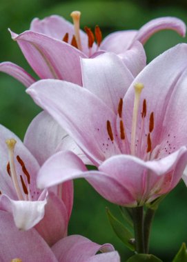 Bahçedeki zambak çiçeği. Yüzeyin derinliği. Yakın plan.
