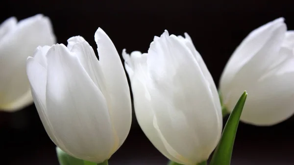 White tulips. Dark background. blur — Stok fotoğraf