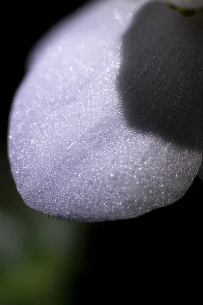 Macro photo of a violet petal. Selective focus. — 스톡 사진