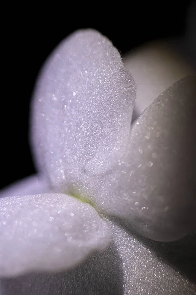 Macro photo of a violet petal. Selective focus. — 스톡 사진