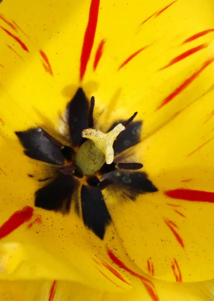 Οφθαλμός του close-up κίτρινο τουλίπα, μπορεί να χρησιμοποιηθεί ως φόντο — Φωτογραφία Αρχείου