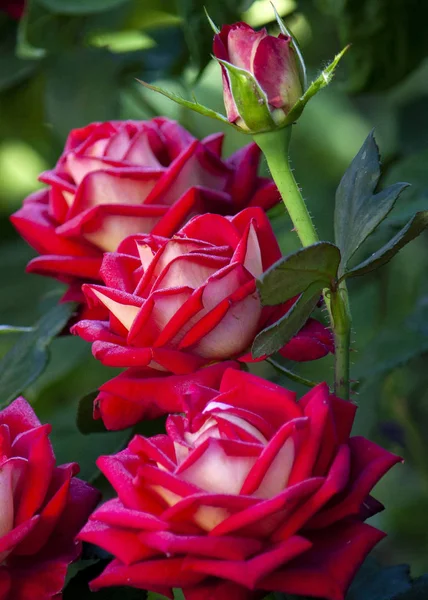 Fresh garden of pink roses. Natural bouquet closeup, background of red roses. — Stockfoto
