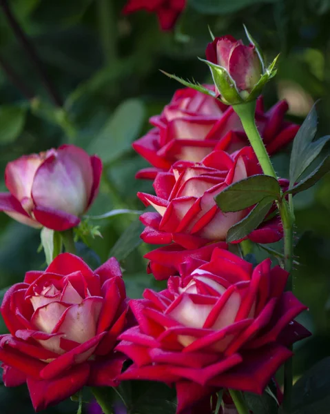 Fresh garden of pink roses. Natural bouquet closeup, background of red roses. — Stok fotoğraf