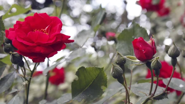 Fundo natural.Botões vermelhos de rosas spray em gotas de água . — Fotografia de Stock