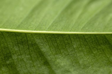 Bahar arkaplanı için yaprak dokusu, yeşil yaprak dokusu, ekoloji konsepti, seçici odak.