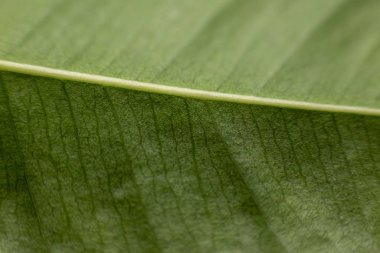 Bahar arkaplanı için yaprak dokusu, yeşil yaprak dokusu, ekoloji konsepti, seçici odak.