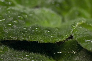 Doğal arkaplan. Yeşil menekşe yaprakları bir damla suda. Örnek odaklanma. Makro fotoğraf. Küçük bir yığın ile ayrılır.