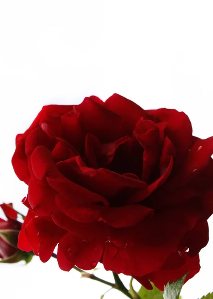 Jardim fresco rosas vermelhas bouquet closeup fundo — Fotografia de Stock