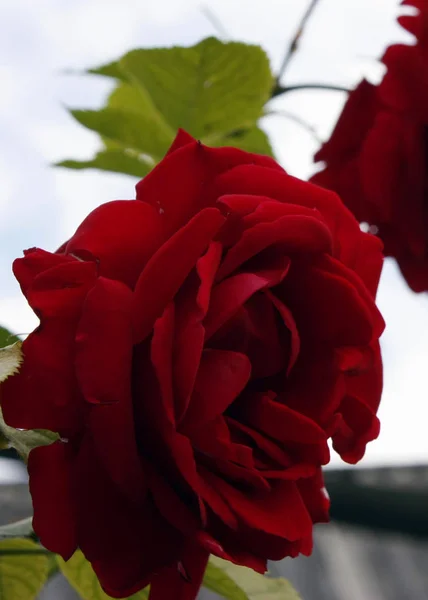 Fresh garden red roses bouquet closeup background — Stockfoto