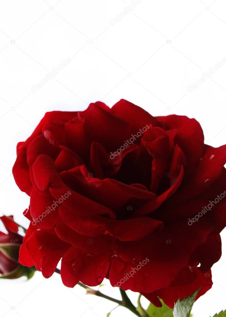 Fresh garden red roses bouquet closeup background
