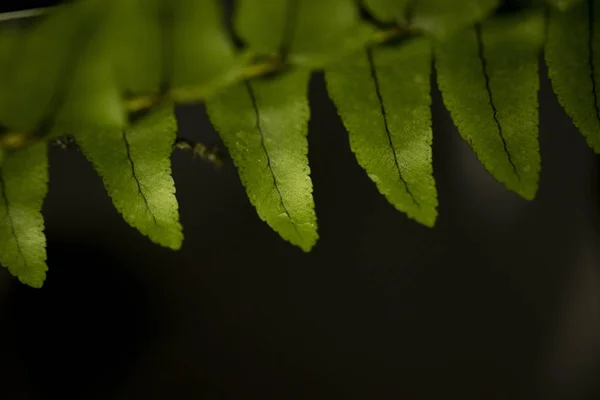 Zelené listy lesní rostliny po dešti na černém pozadí, koncept tropických deštných pralesů — Stock fotografie