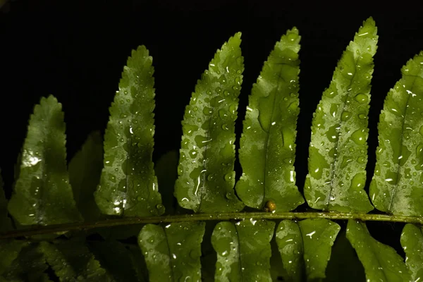 Grüne Blätter Waldpflanzen nach Regen auf schwarzem Hintergrund, tropischer Regenwald-Konzept — Stockfoto
