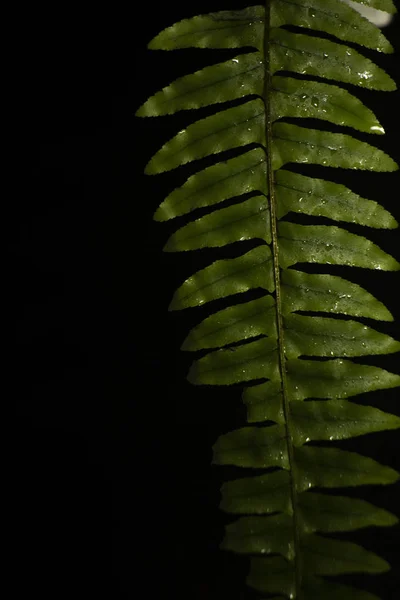 Grüne Blätter Waldpflanzen nach Regen auf schwarzem Hintergrund, tropischer Regenwald-Konzept — Stockfoto