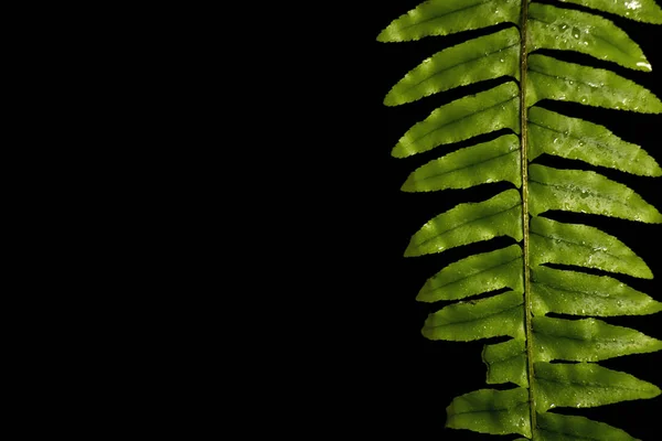 Foglie verdi piante forestali dopo la pioggia su sfondo nero, concetto di foresta pluviale tropicale — Foto Stock