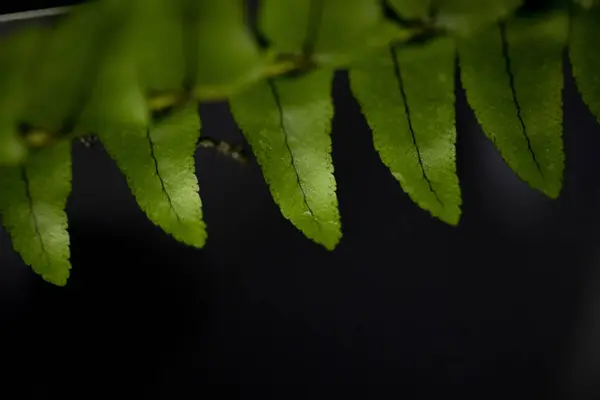 Grüne Blätter Waldpflanzen nach Regen auf schwarzem Hintergrund, tropischer Regenwald-Konzept — Stockfoto