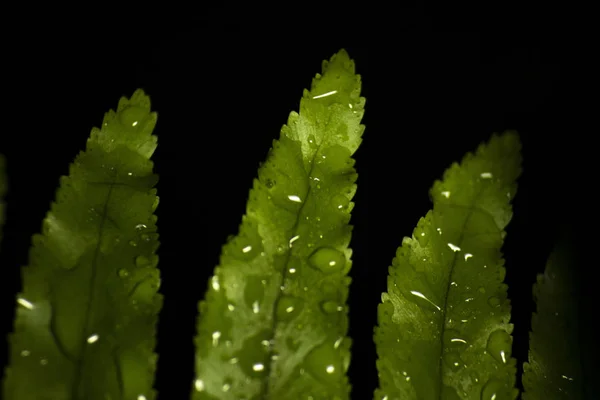 Grüne Blätter Waldpflanzen nach Regen auf schwarzem Hintergrund, tropischer Regenwald-Konzept — Stockfoto