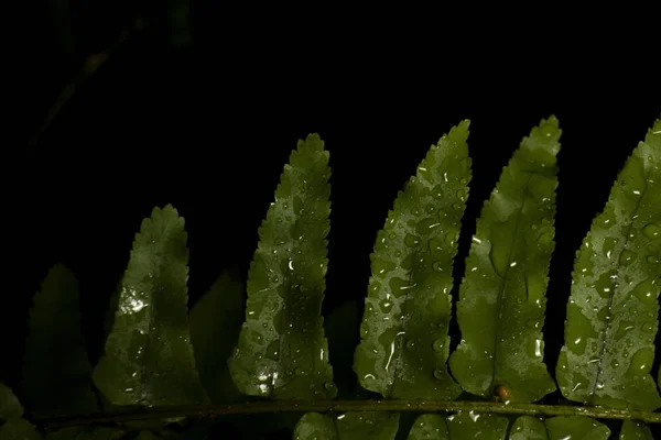 Grüne Blätter Waldpflanzen nach Regen auf schwarzem Hintergrund, tropischer Regenwald-Konzept — Stockfoto