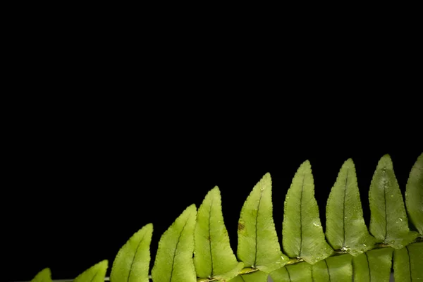 Grüne Blätter Waldpflanzen nach Regen auf schwarzem Hintergrund, tropischer Regenwald-Konzept — Stockfoto