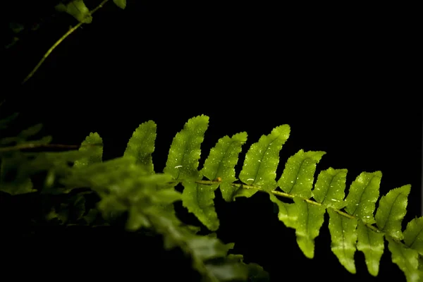 Folhas verdes plantas florestais após a chuva em fundo preto, conceito de floresta tropical — Fotografia de Stock