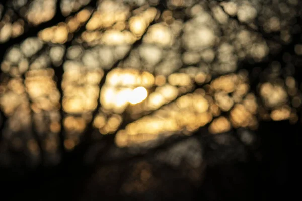 Foto astratta. Luce del sole o sole al tramonto tra gli alberi in sfocatura . — Foto Stock