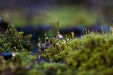 Bright green moss, macro photo, selective focus