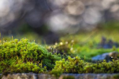 Bright green moss, macro photo, selective focus