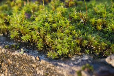 Bright green moss, macro photo, selective focus