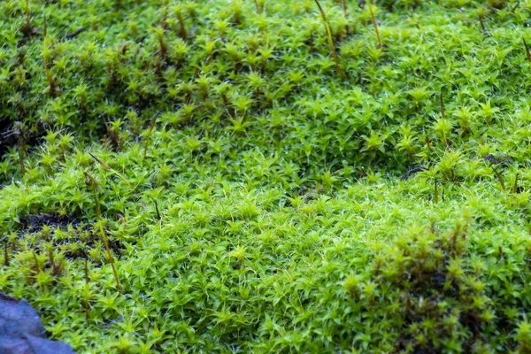 Bright green moss, macro photo, selective focus — Stock Photo, Image