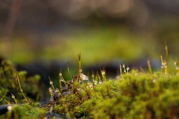 Bright green moss, macro photo, selective focus