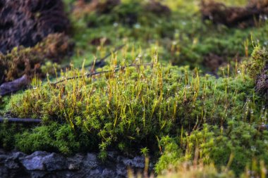 Bright green moss, macro photo, selective focus