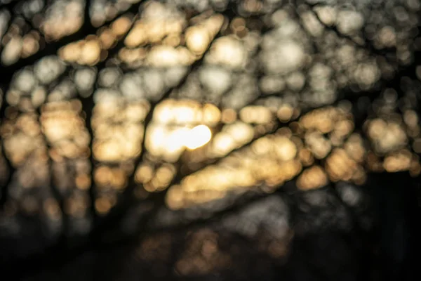 Abstraktionsfoto. Sonnenlicht oder sonniger Sonnenuntergang zwischen den Bäumen in verschwommenem Fokus. — Stockfoto