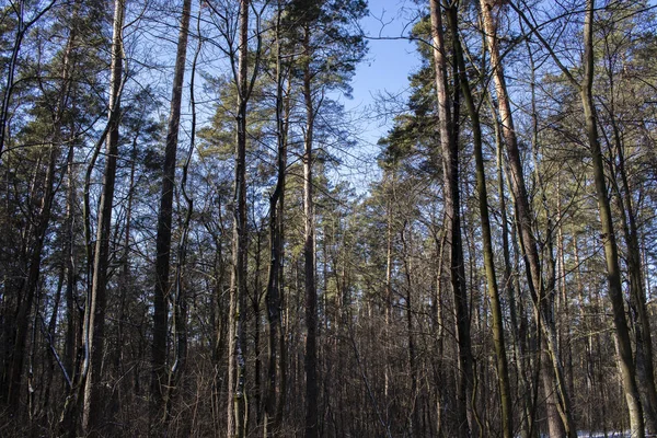 Paisagem árvores de neve floresta densa no inverno — Fotografia de Stock