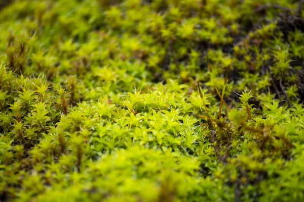 Bright green moss, macro photo, selective focus — 图库照片