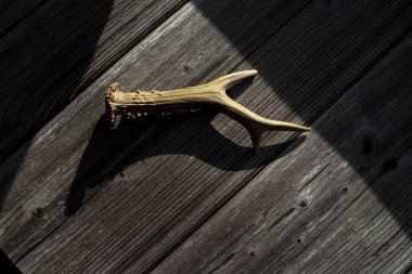 Avlanma konsepti. Siyah arka plandaki ahşap bir masada gerçek beyaz boynuzlar. Metin için boş alan.