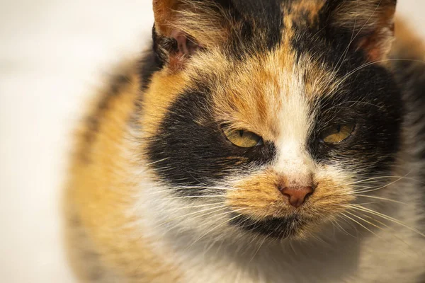 Gato Doméstico Con Color Tigre Ojos Amarillos Sienta Sobre Fondo — Foto de Stock