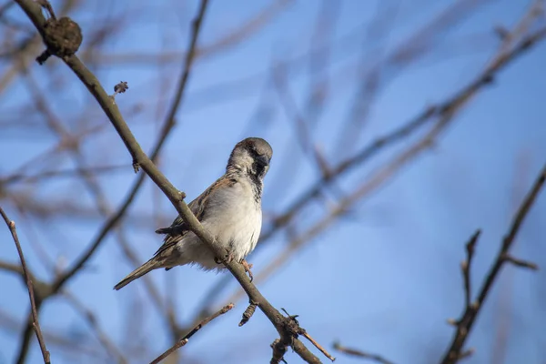 Mladý dům vrabec, pták sedí na větvi stromu na pozadí proti modré obloze — Stock fotografie