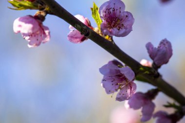 Çiçekli meyve ağaçları. Dallardaki narin pembe kiraz çiçekleri. Bahar, mavi gökyüzü.