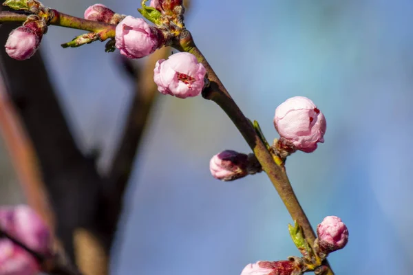 Kvetoucí ovocné stromy. Jemné růžové květy třešní na větvích. Jaro, modré nebe. — Stock fotografie