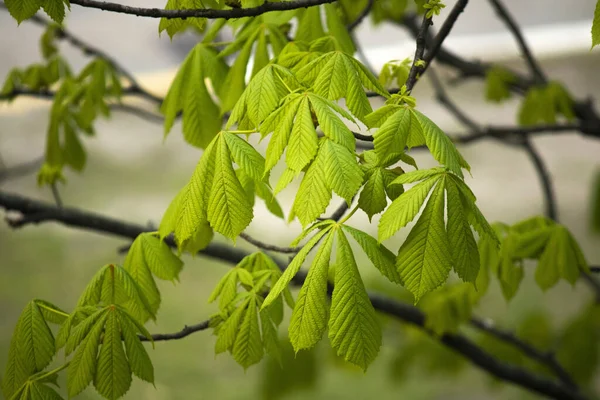 Zelené listy kaštanu v krásném světle kvete na jaře, detailní záběr. — Stock fotografie