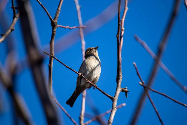 春には青空を背景に鳥が木の枝に座り — ストック写真