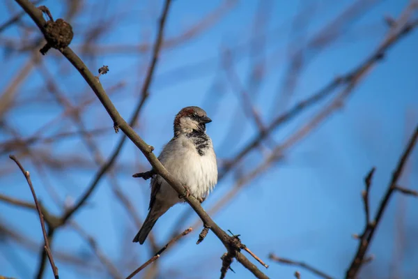 Jeune Moineau Domestique Oiseau Est Assis Sur Une Branche Arbre — Photo