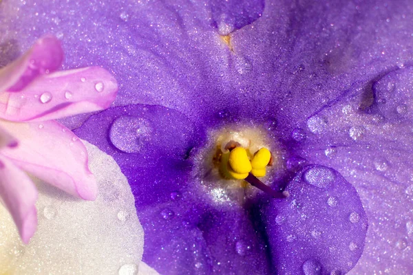 花儿在水里游动 水滴在美丽的花朵上 紫色花朵 白色宏观 — 图库照片
