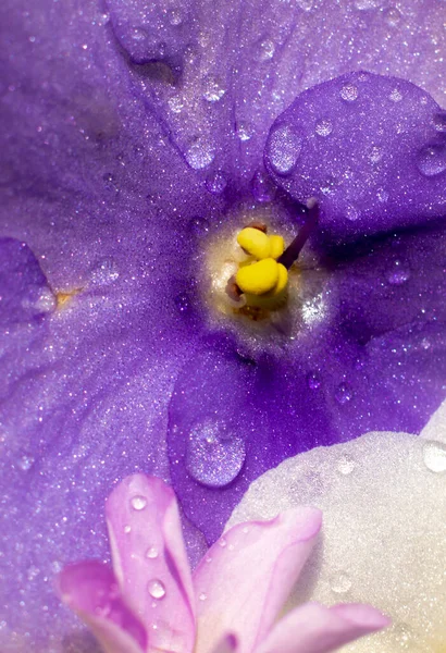花儿在水里游动 水滴在美丽的花朵上 紫色花朵 白色宏观 — 图库照片